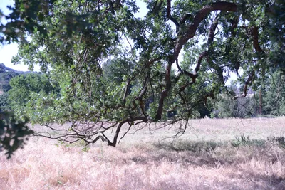 DSC_2077 (Large).JPG